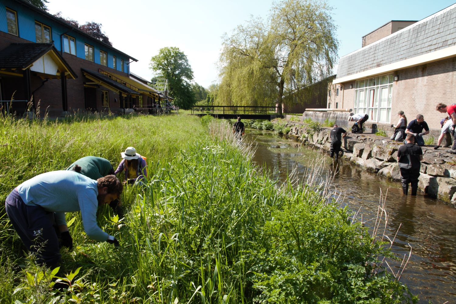 Image 2 - Volunteers removing Himalayan balsam on the Lampeter Dulas